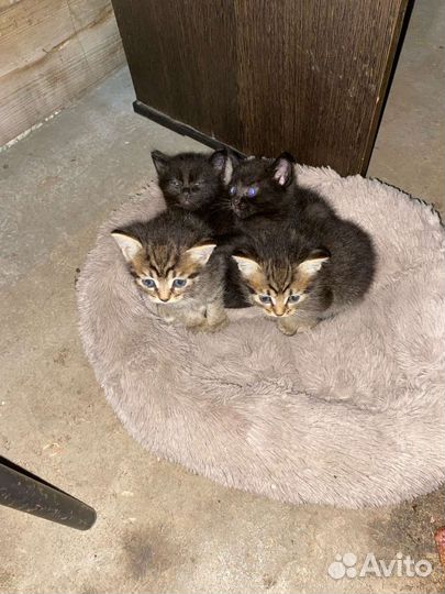 Кошка в дар бесплатно