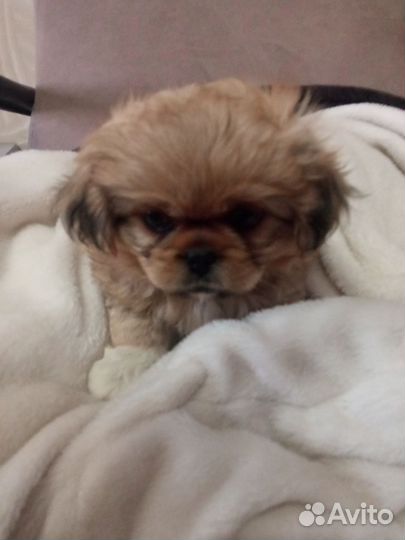 Щенки пекинеса