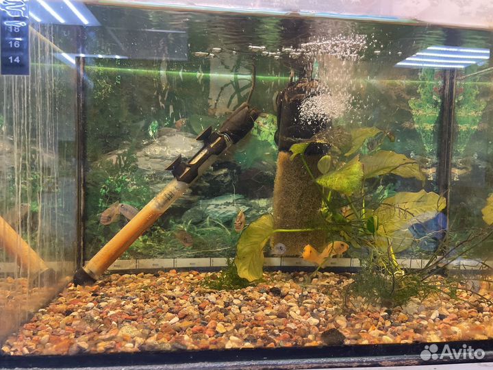 Аквариумные рыбки