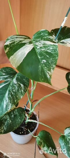 Манстера альба