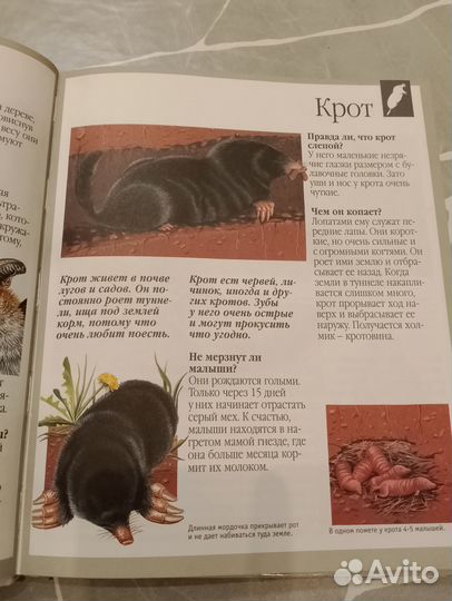 Животные. Энциклопедия