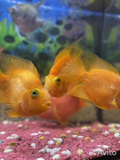 Рыба попугай цихлиды аквариум
