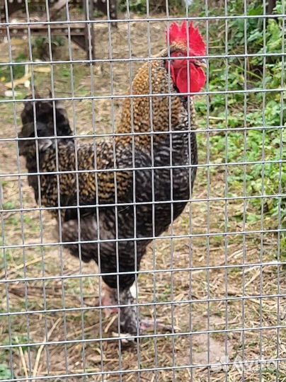 Молодые петушки