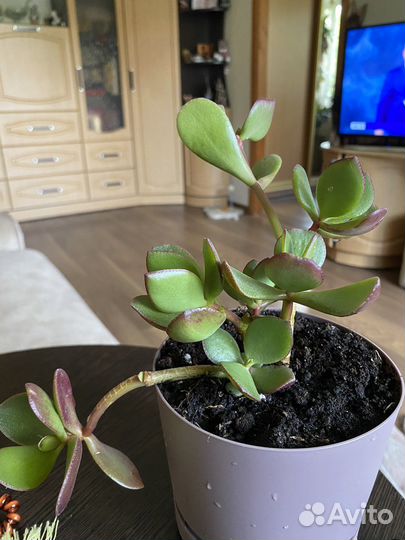 Комнатные цветы