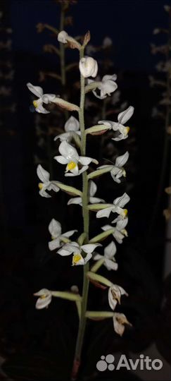 Драгоценная орхидея лудизия