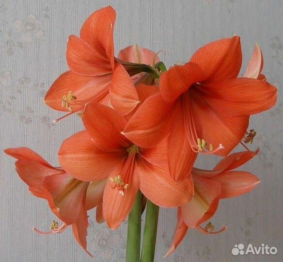 Гиппиаструм,шефлера,эпипремнум