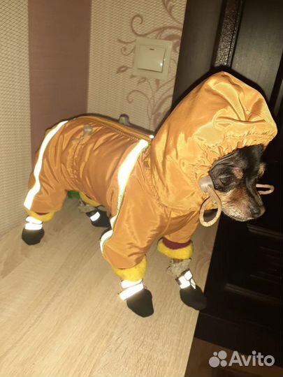 Одежда для маленьких собак