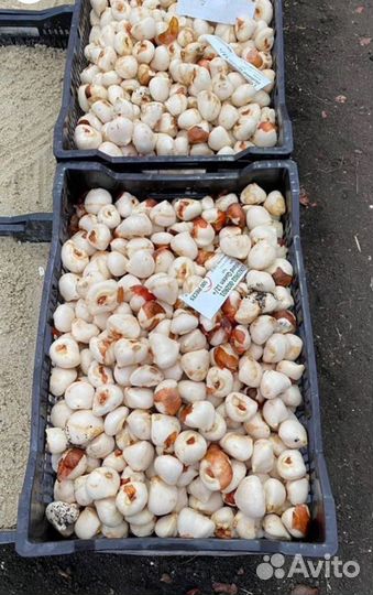 Луковица тюльпанов оптом 12;14+для выгонки