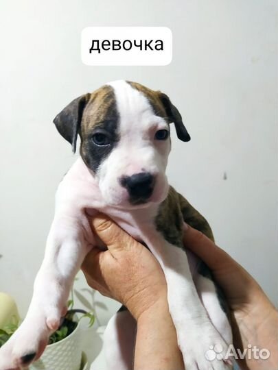 Щенки питбуля, остались девочки