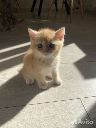 Британские котята золотая шиншилла