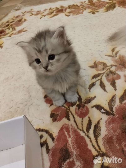 Персидская