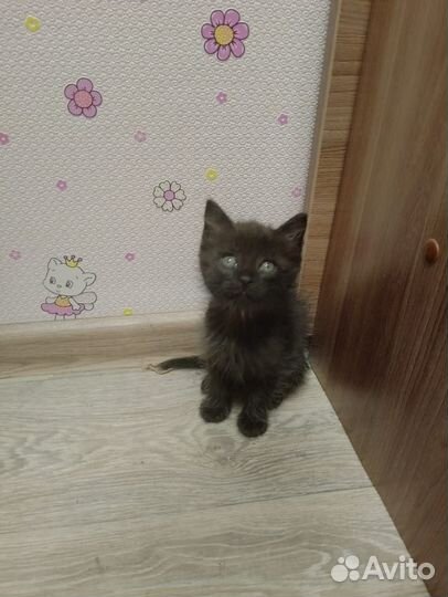 Кошка в дар