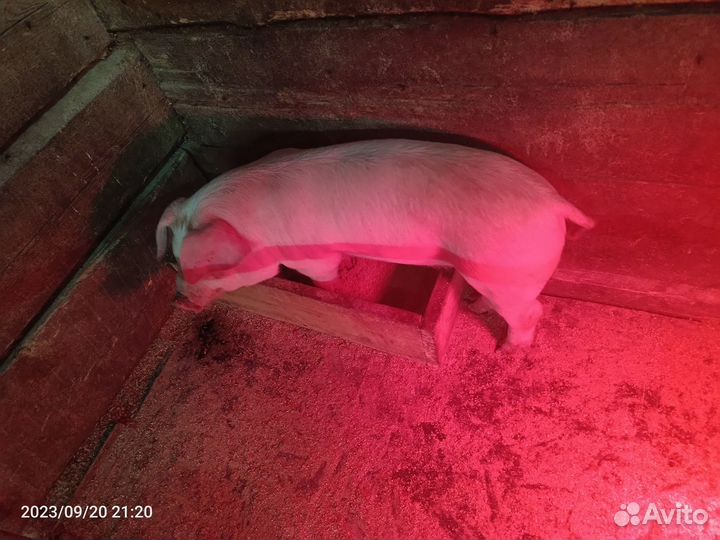 Поросята ландрас-дюрок,дюрок, крупная белая-дюрок