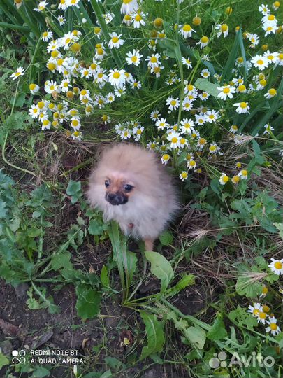 Мини Померанский шпиц девочка