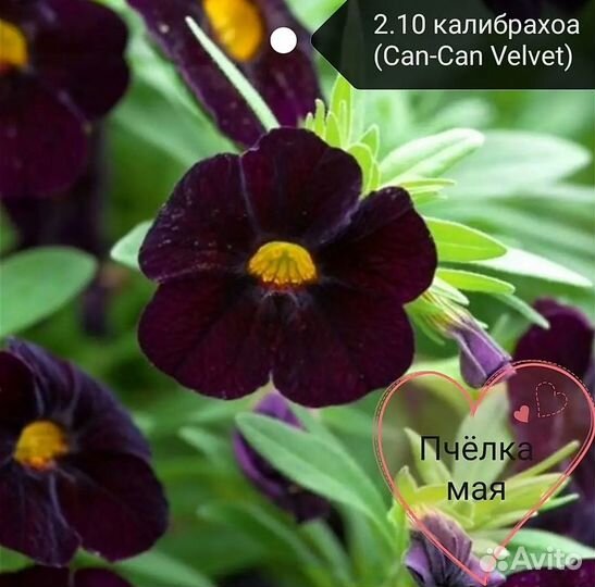 Растения для сада
