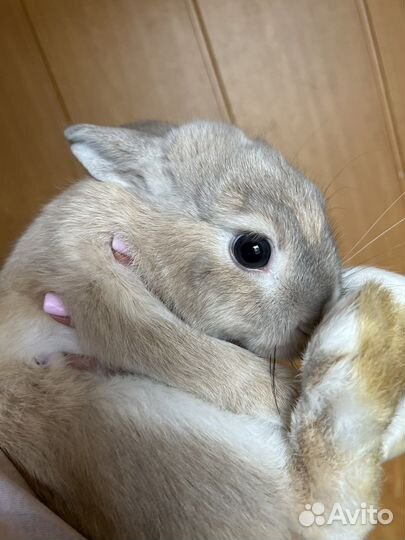 Карликовый кролик