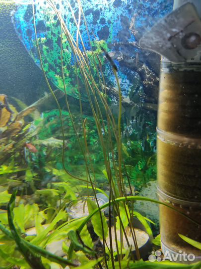 Аквариумные креветки