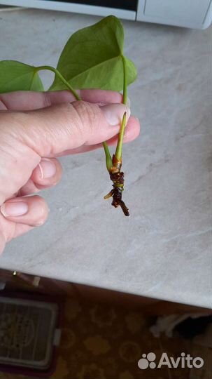 Антуриум Ливиум