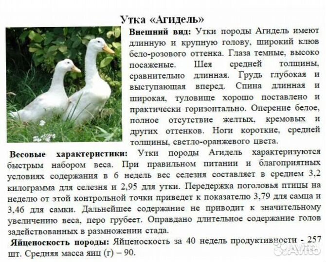 Утята. Гусята