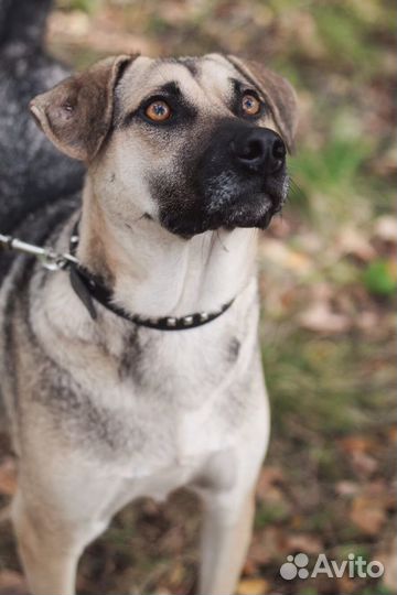 Арно собака в дар