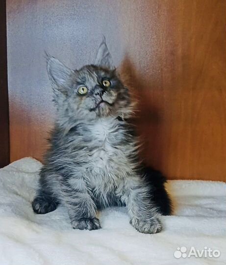 Мейн Кунята и 2 кота на вязку классики и полидакты