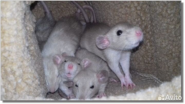 Крысята Дамбо. Крысы окрас шампань. Питомник