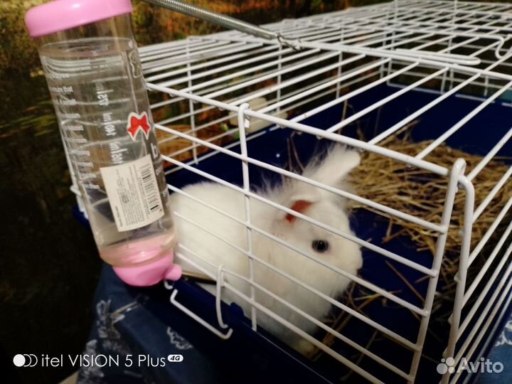 Декоративные кролики