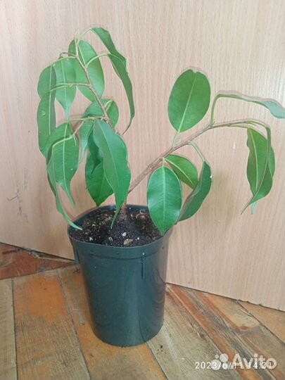 Фикус Даниэль