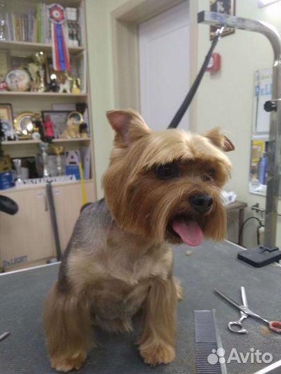 Стрижка собак и кошек