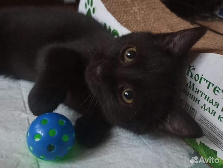 Котенок черный 4 месяца