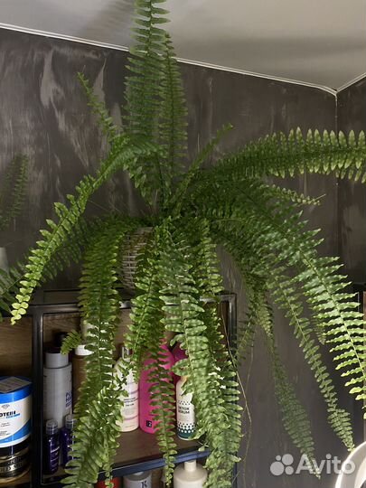 Папоротник