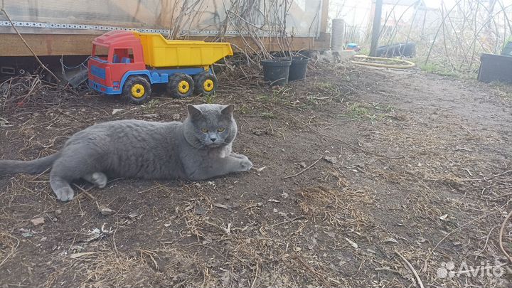 Кот на вязку