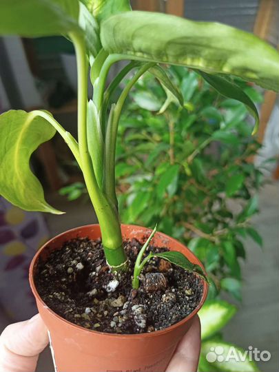 Диффенбахия камилла