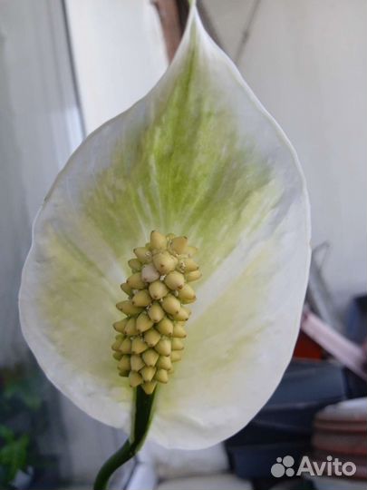 Спатифиллум вариегатный