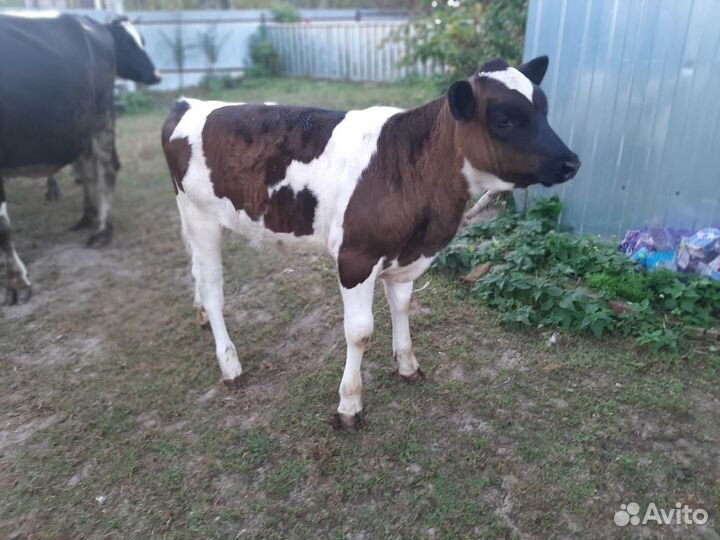 Теленок (девочка)