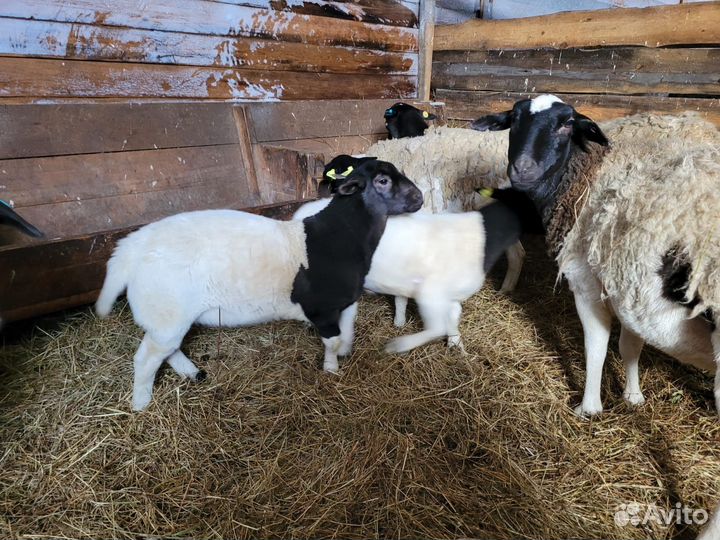 Овцы бараны дорпер