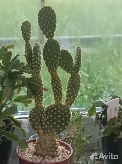 Кактус опунция