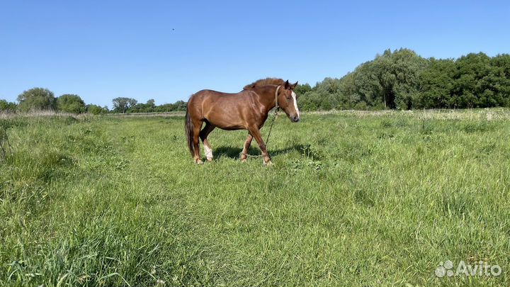 Лошадь рабочая