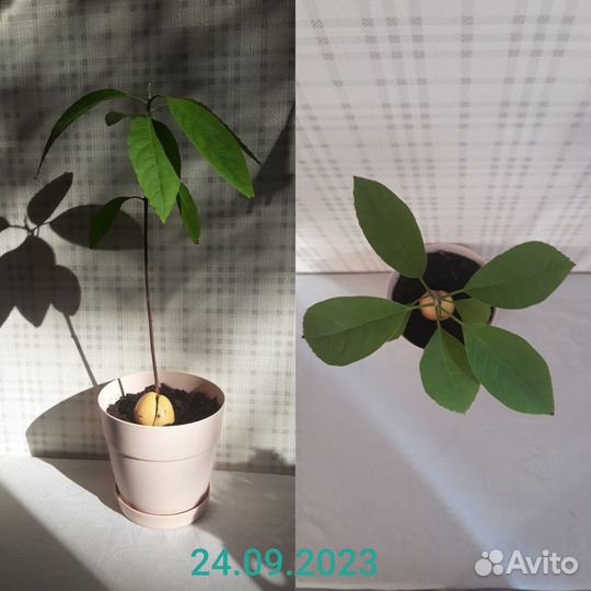 Авокадо растение