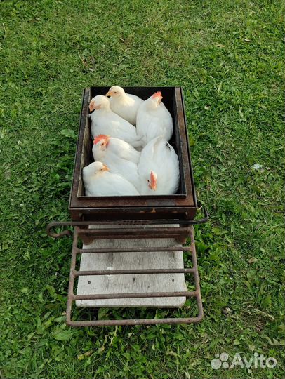 Петушки коралл белые