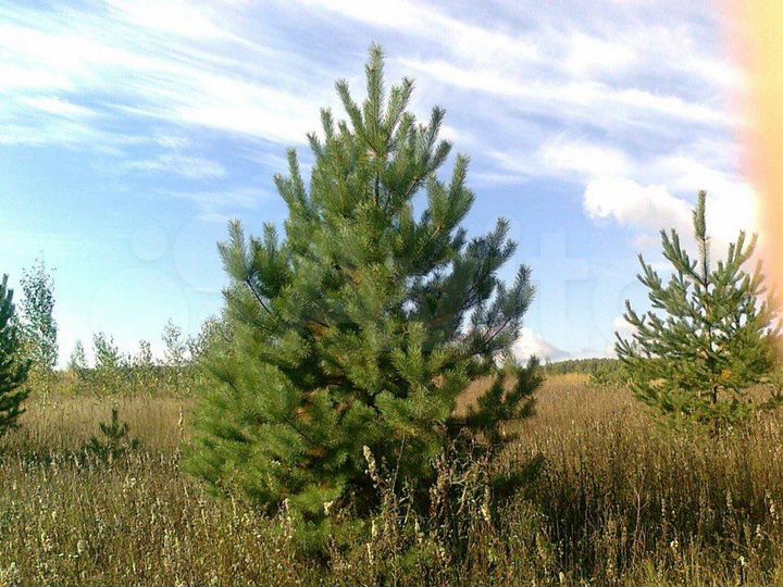 Участок 6 сот. (ИЖС)