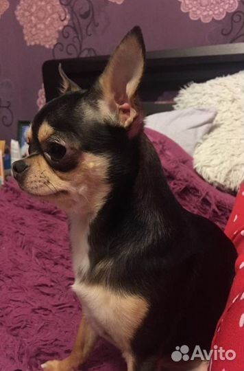 Вязка чихуахуа