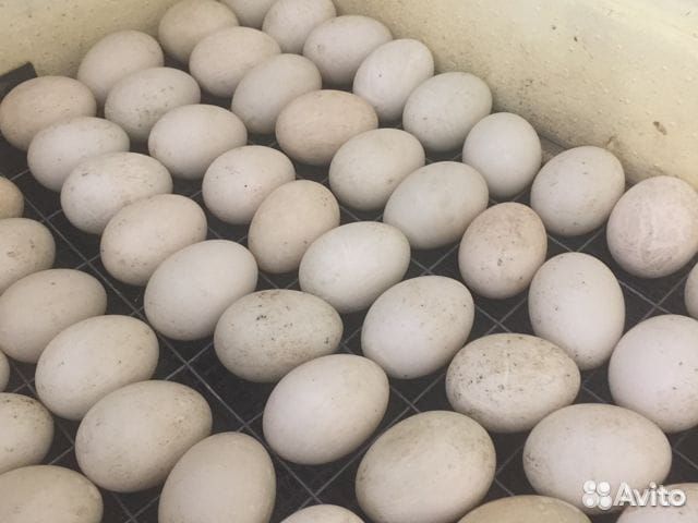 Инкубационное яйцо мускусной утки