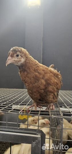 Куры молодки несушки 15 недель(3 месяца)