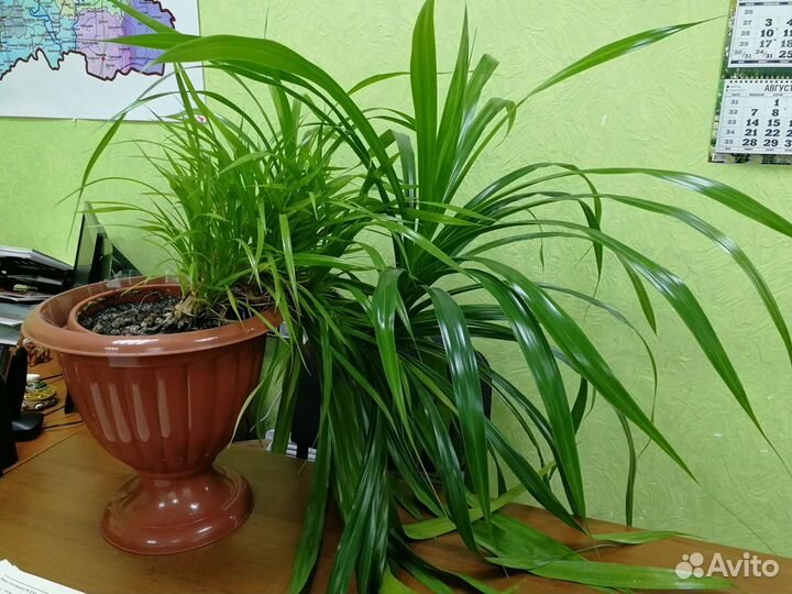 Комнатные цветы панданус