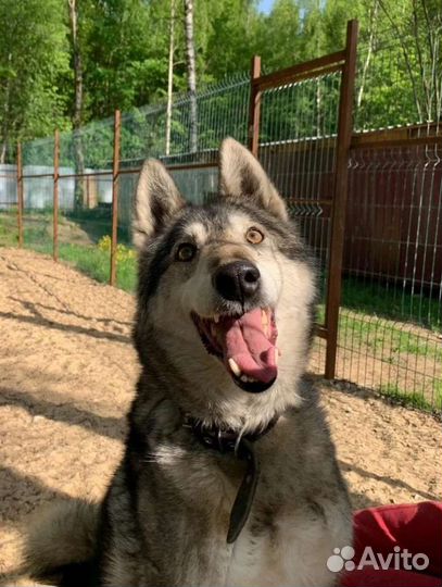 Собачка в добрые руки