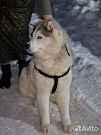 Сибирский хаски