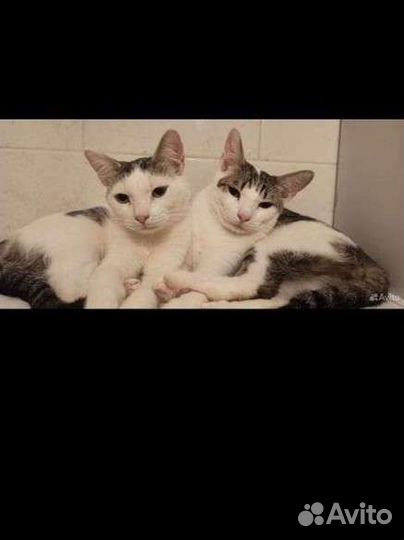 Котенок в дар