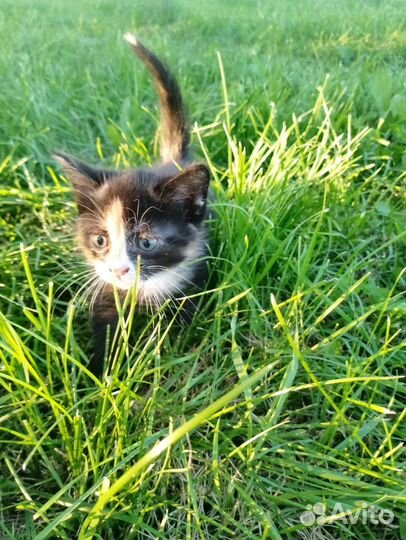 Котенок в добрые руки