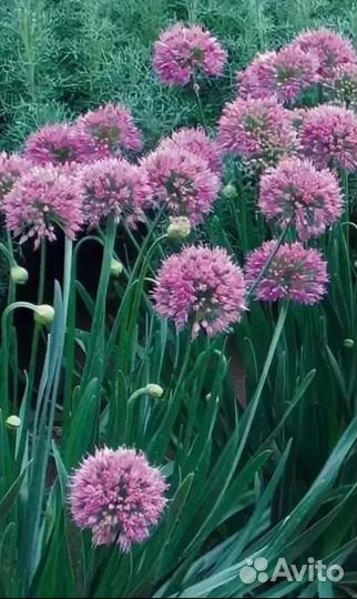 Многолетний лук, 2 сорта